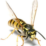 Wasp